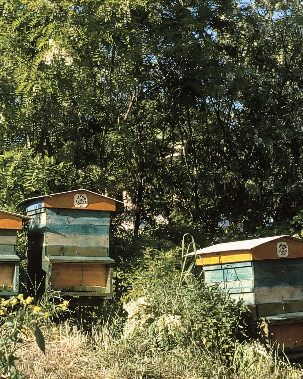 Apicoltura Brezzo aus dem Piemont – hochwertiger italienischer Honig jetzt bei Feinkost Koch online kaufen