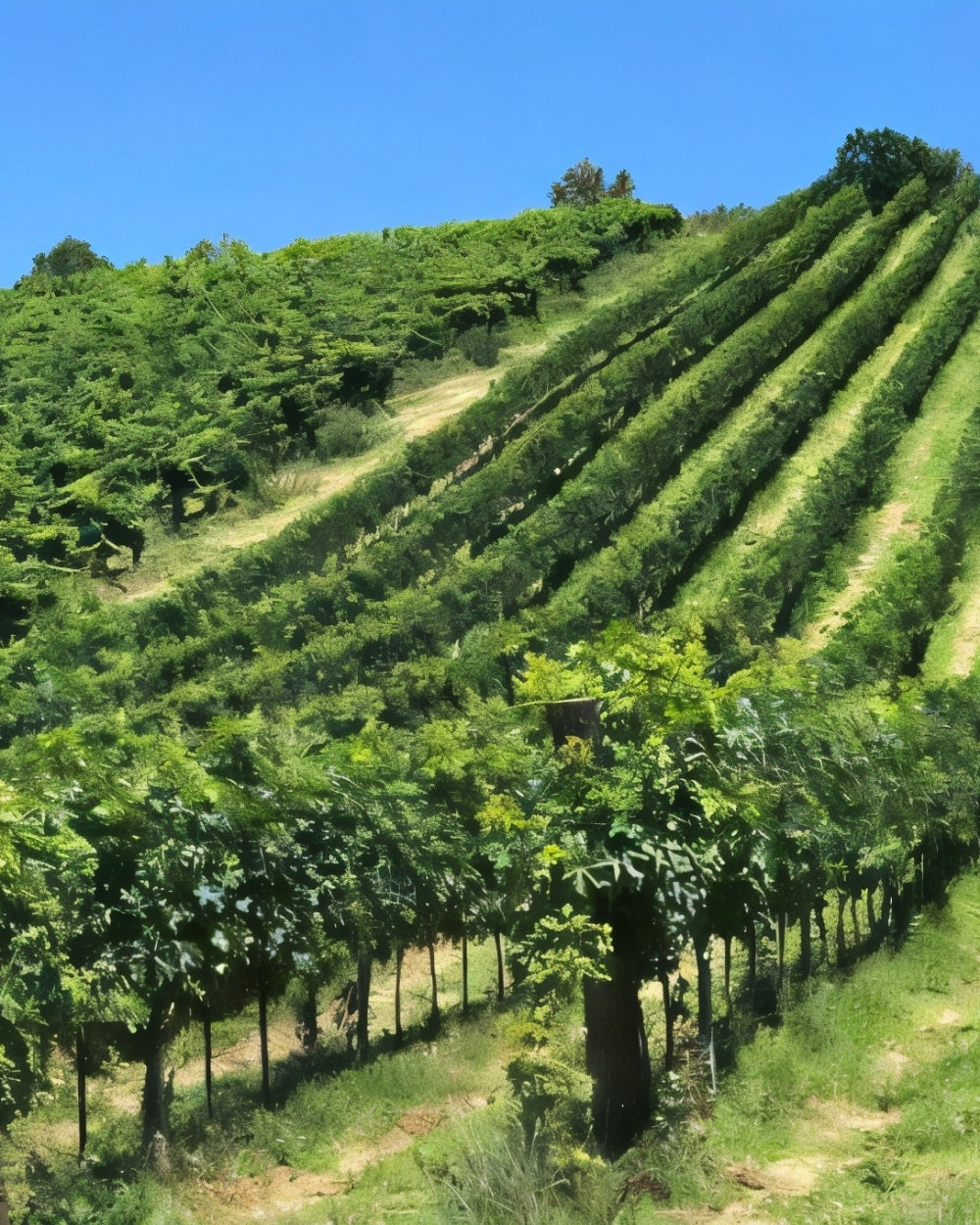 Weinberge von Buccicatino Vini in den Abruzzen – hochwertige Montepulciano und Trebbiano Weine bei Feinkost Koch entdecken