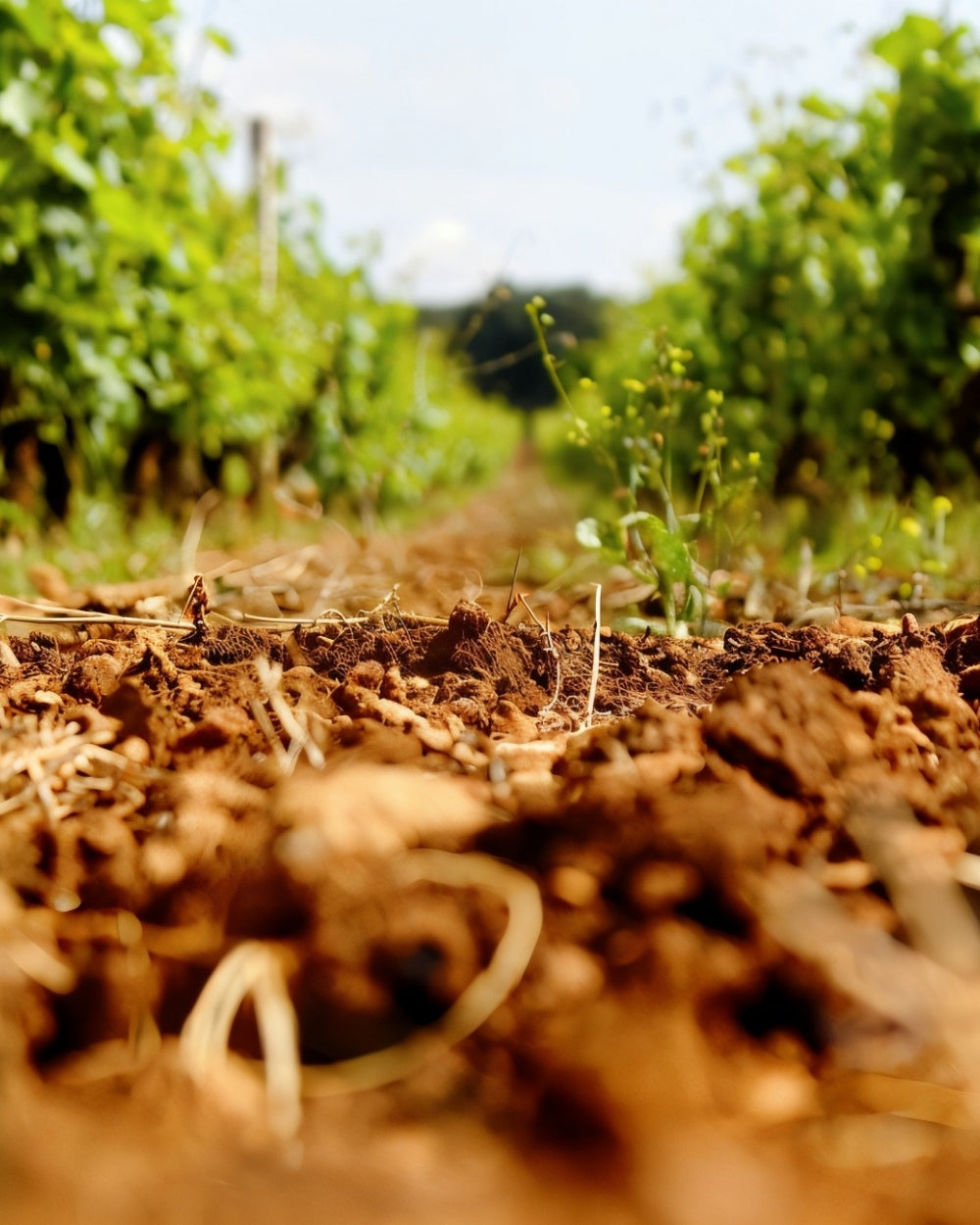 Weingut
Cantine San Marzano aus Apulien – Primitivo di Manduria DOP und Premiumweine jetzt bei Feinkost Koch online kaufen