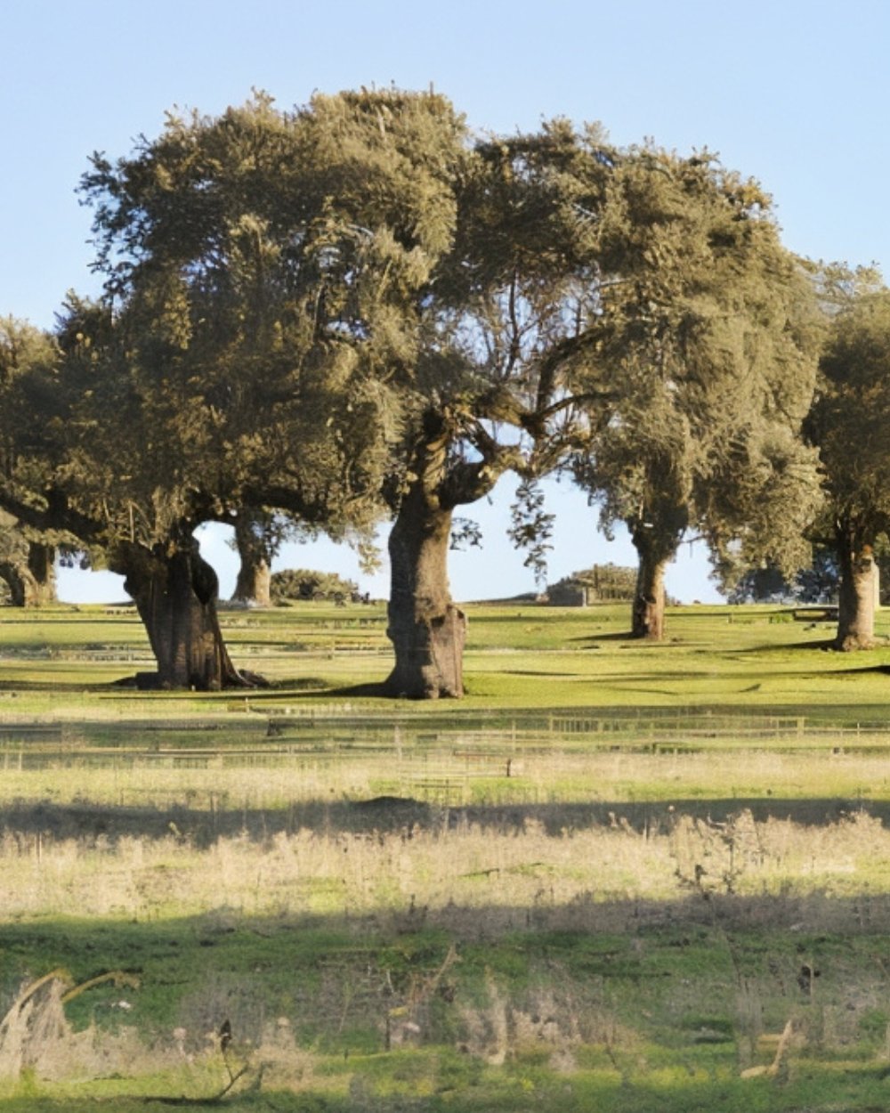 Geräuchertes Olivenöl und Tapas aus Extremadura von Finca La Barca – spanische Delikatessen bei Feinkost Koch entdecken