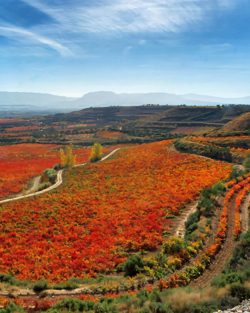 Rioja Weinregion mit Marqués de Murrieta – elegante Reserva und Gran Reserva Weine bei Feinkost Koch entdecken