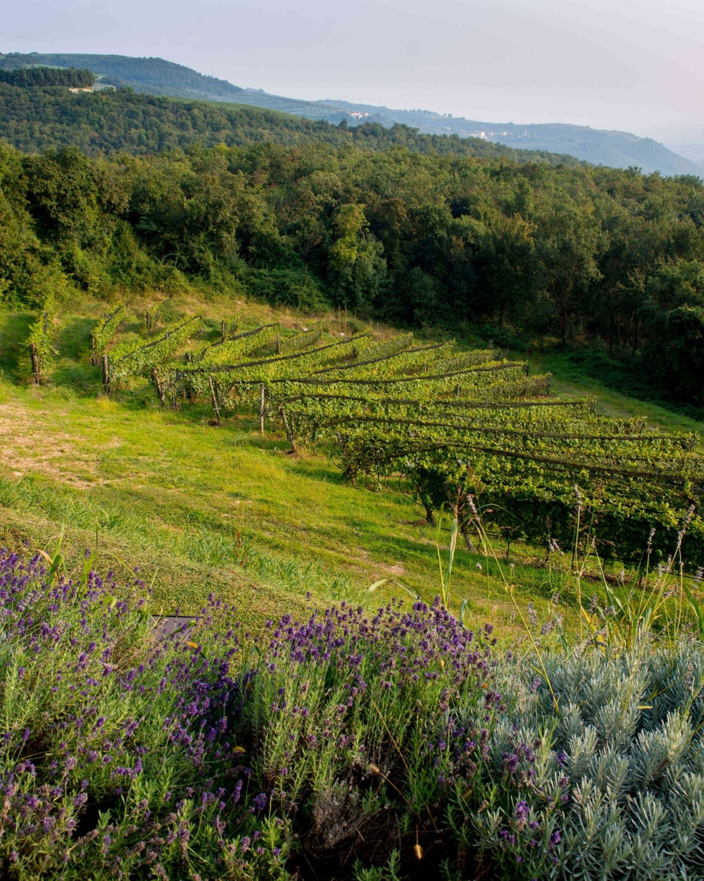 Veneto Weinregion mit Monte Zovo – italienische Spitzenweine jetzt bei Feinkost Koch entdecken