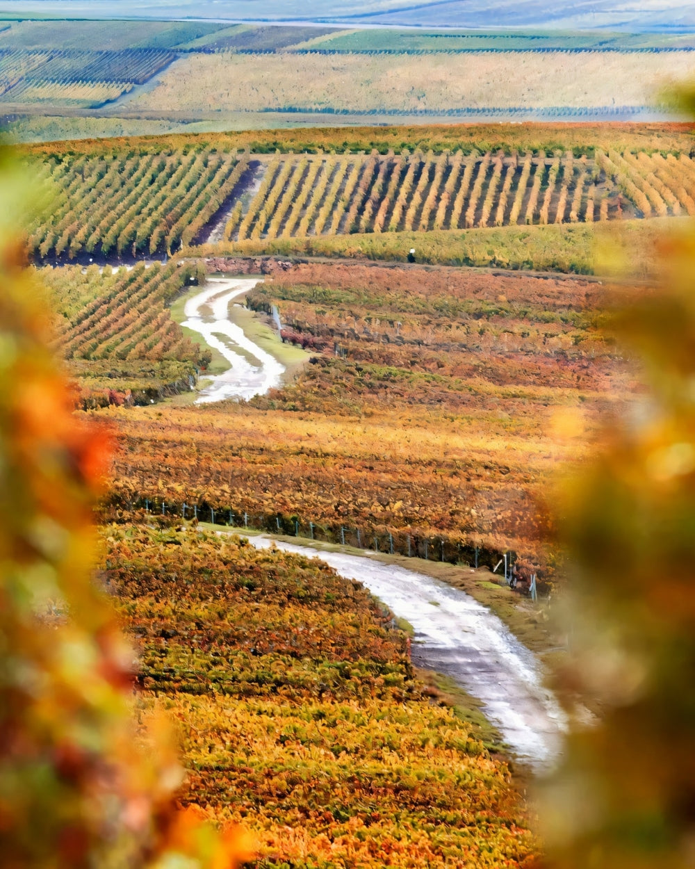 Champagne Region mit Ruinart – exklusiven Champagner online bei Feinkost Koch entdecken