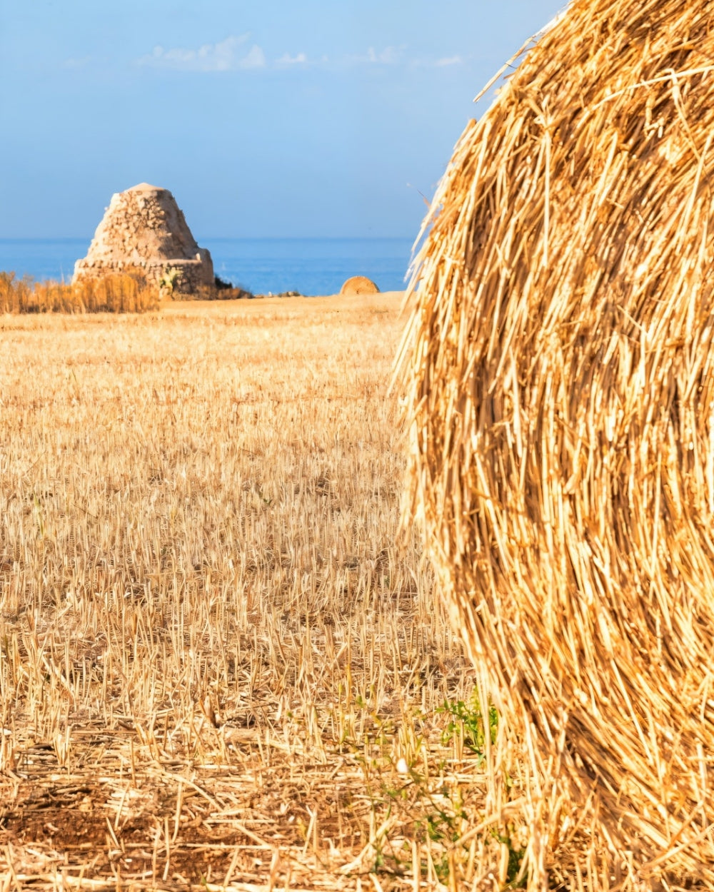 Authentische Aromen Apuliens von Terre dei Trulli – mediterrane Feinkost aus Süditalien bei Feinkost Koch entdecken